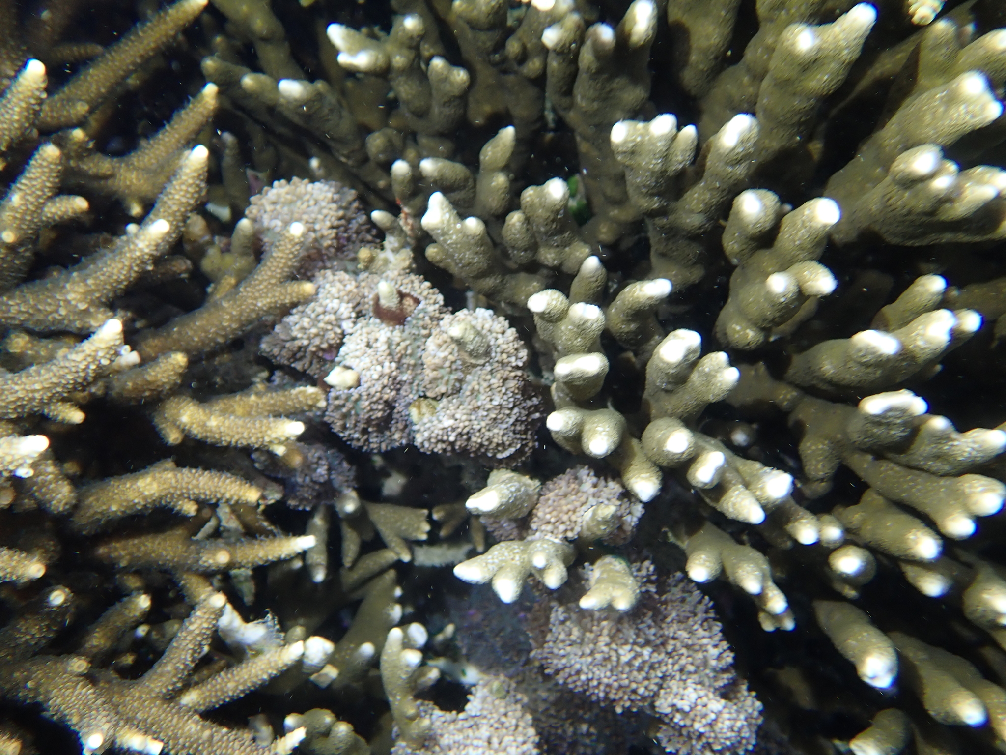 Montipora Coral