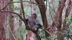 Cercopithecus mitis erythrarchus