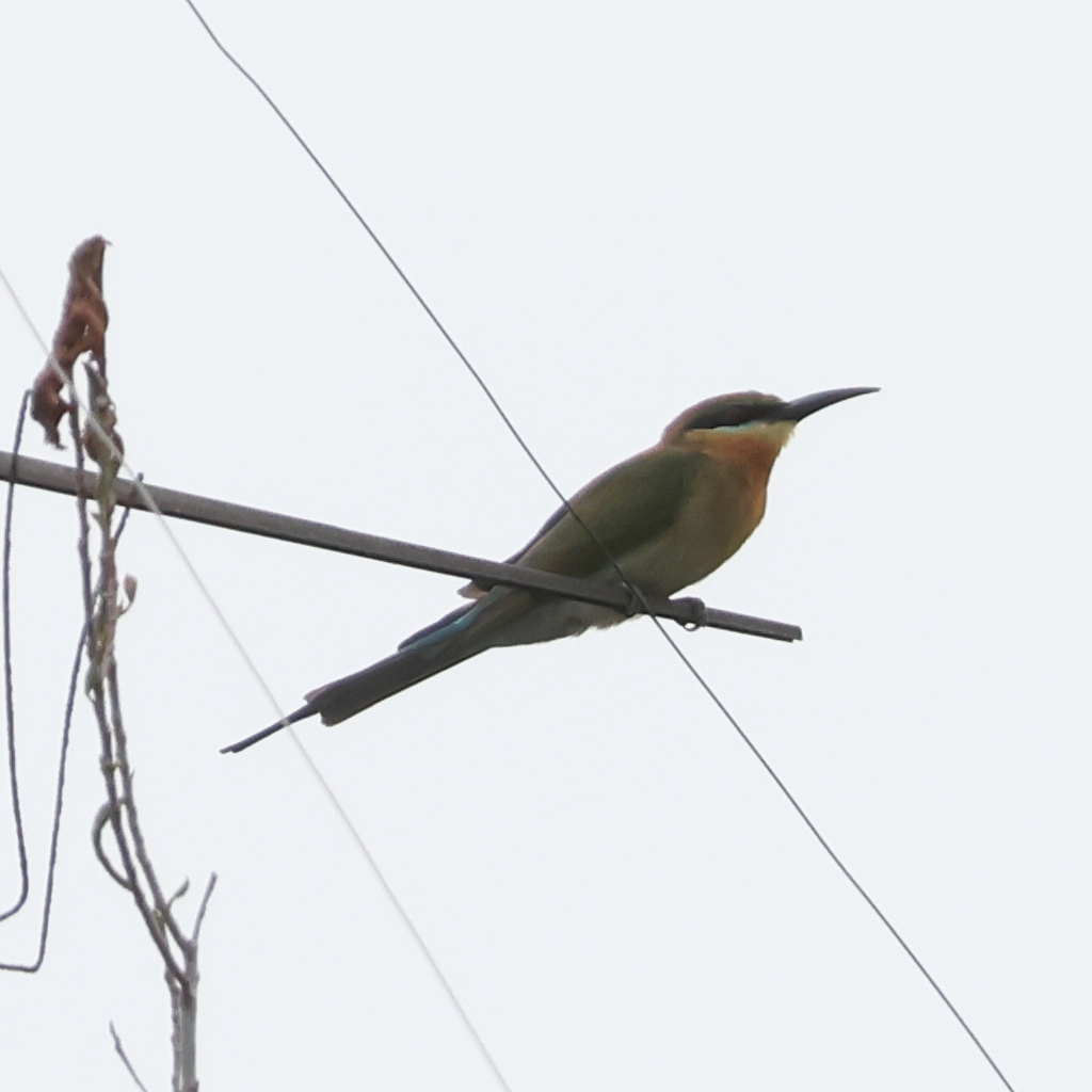 Blue-tailed Bee-eater (Merops philippinus), photo 7