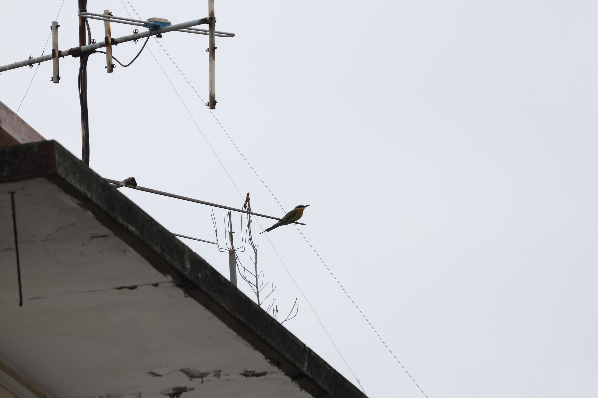 Blue-tailed Bee-eater (Merops philippinus), photo 8