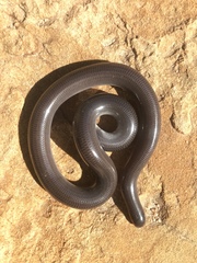 Anilios bicolor