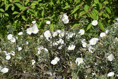 Convolvulus cneorum