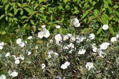 Convolvulus cneorum