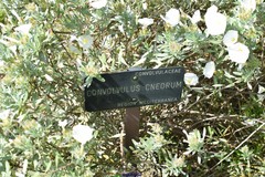 Convolvulus cneorum