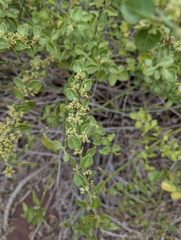 Cryptocarpus pyriformis, photograph (c) Jacob Saucier, some rights reserved (CC BY)