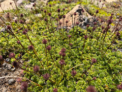 Acaena antarctica, photograph (c) Cody Hinchliff, some rights reserved (CC BY)