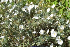Convolvulus cneorum