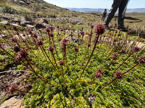 Acaena antarctica, photograph 4