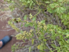 Cryptocarpus pyriformis, photograph (c) Jacob Saucier, some rights reserved (CC BY)