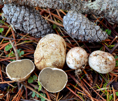 Rhizopogon salebrosus