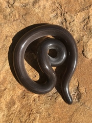 Anilios bicolor
