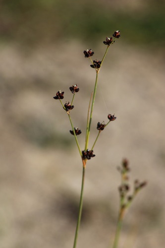 Northern Green Rush (Juncus alpinoarticulatus)