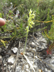 Holothrix cernua