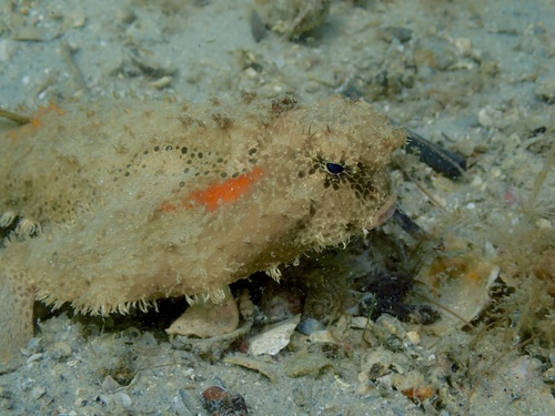 Polka-dot batfish (Ogcocephalus cubifrons) — Ogcocephalidae — 4