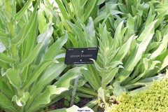 Echium boissieri
