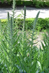 Echium boissieri