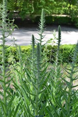 Echium boissieri