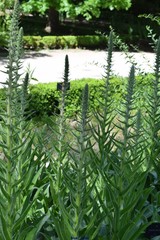 Echium boissieri