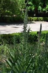 Echium boissieri