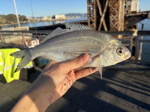 White seaperch (Phanerodon furcatus) — Embiotocidae — 3