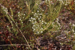 Phylica parviflora