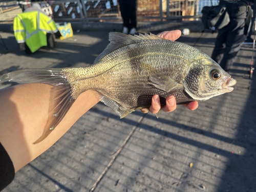 Pile perch (Rhacochilus vacca) — Embiotocidae — 3