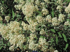 Buddleja loricata