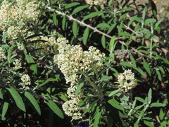 Buddleja loricata