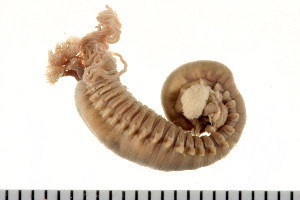 Representative image of Pista