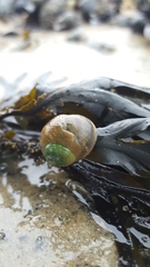 Littorina littorea