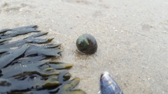 Littorina littorea