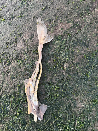 Pacifische doornhaai (Squalus suckleyi) — Squalidae