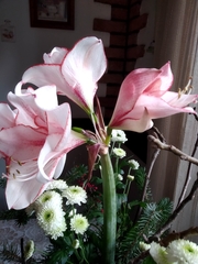 Hippeastrum hybridum