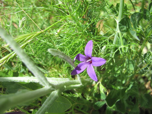 Lusitanian Bellflower (Campanula lusitanica)