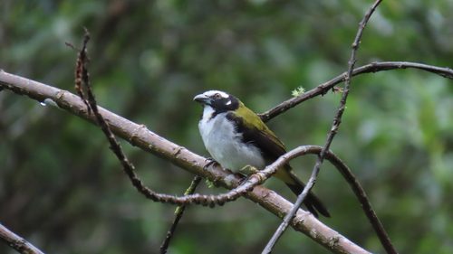 Black-winged Saltator (Saltator atripennis), photo 2