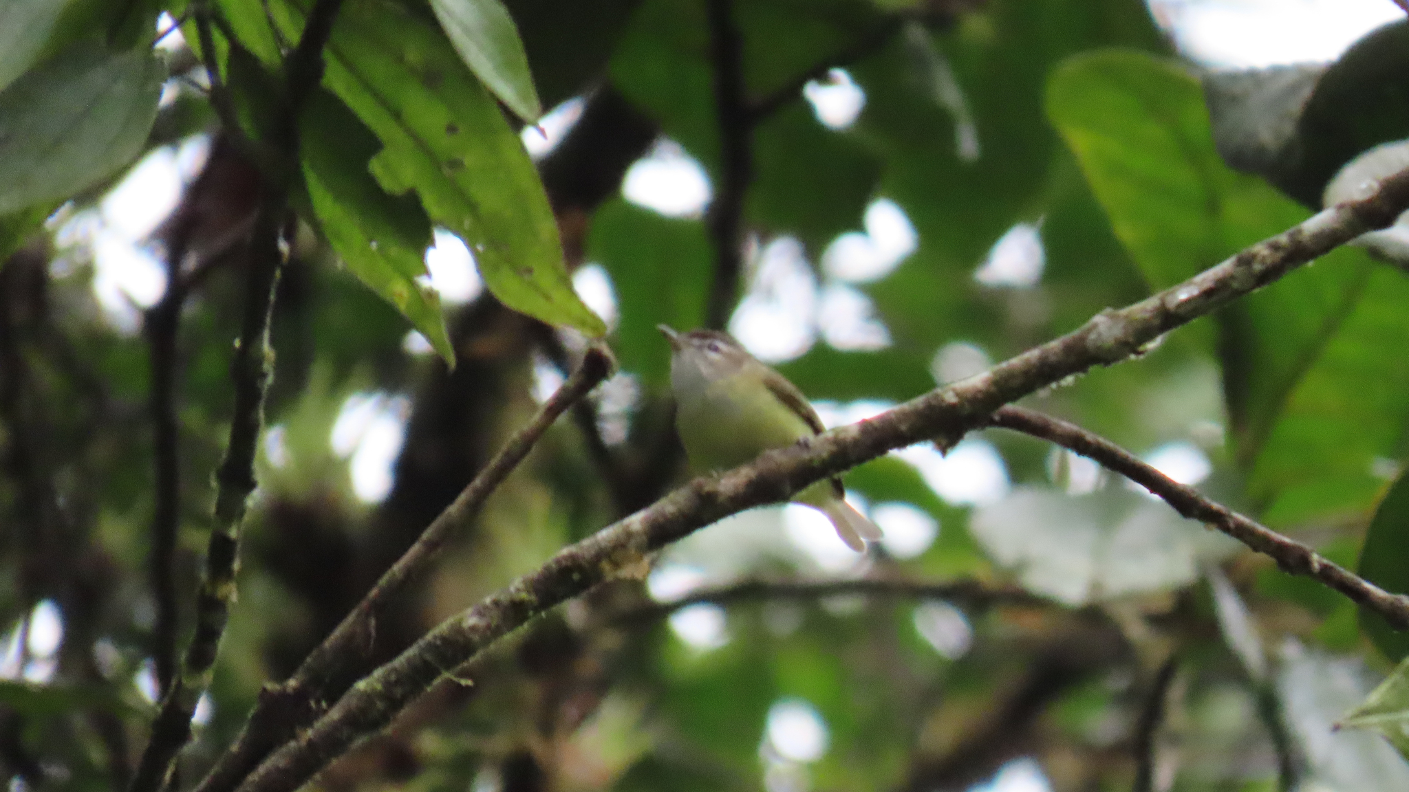 Brown-capped Vireo (Vireo leucophrys), photo 1