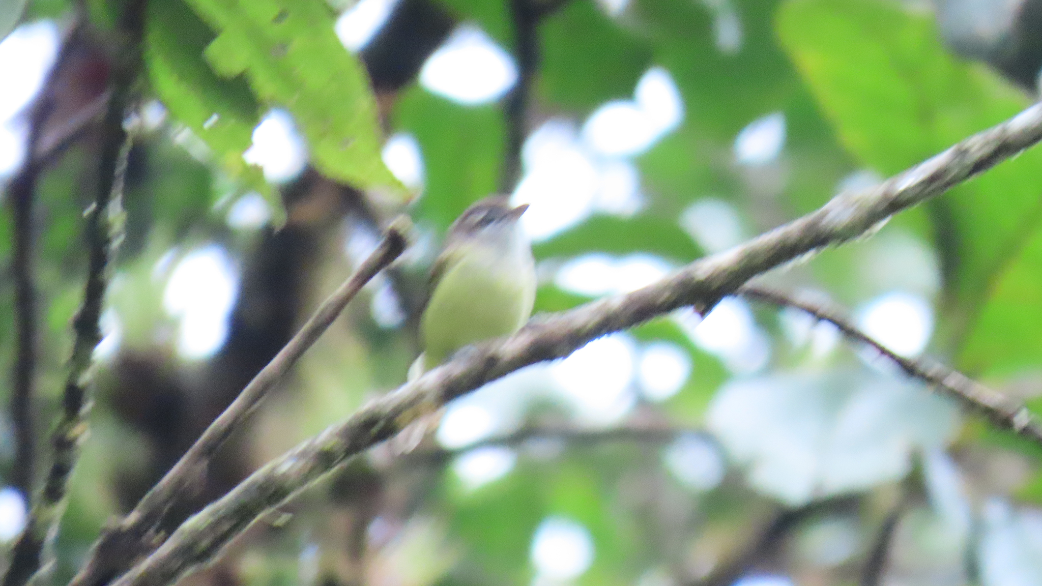 Brown-capped Vireo (Vireo leucophrys), photo 2