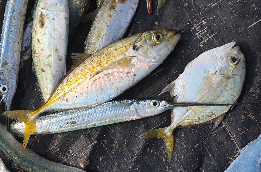 Yellowtail Scad