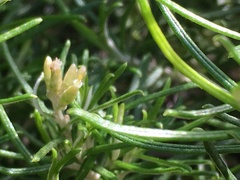 Cassinia tenuifolia