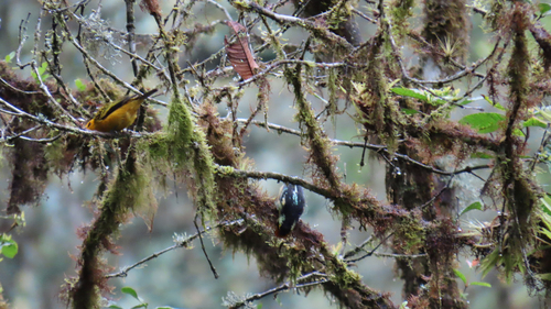 Flame-faced Tanager (Tangara parzudakii)