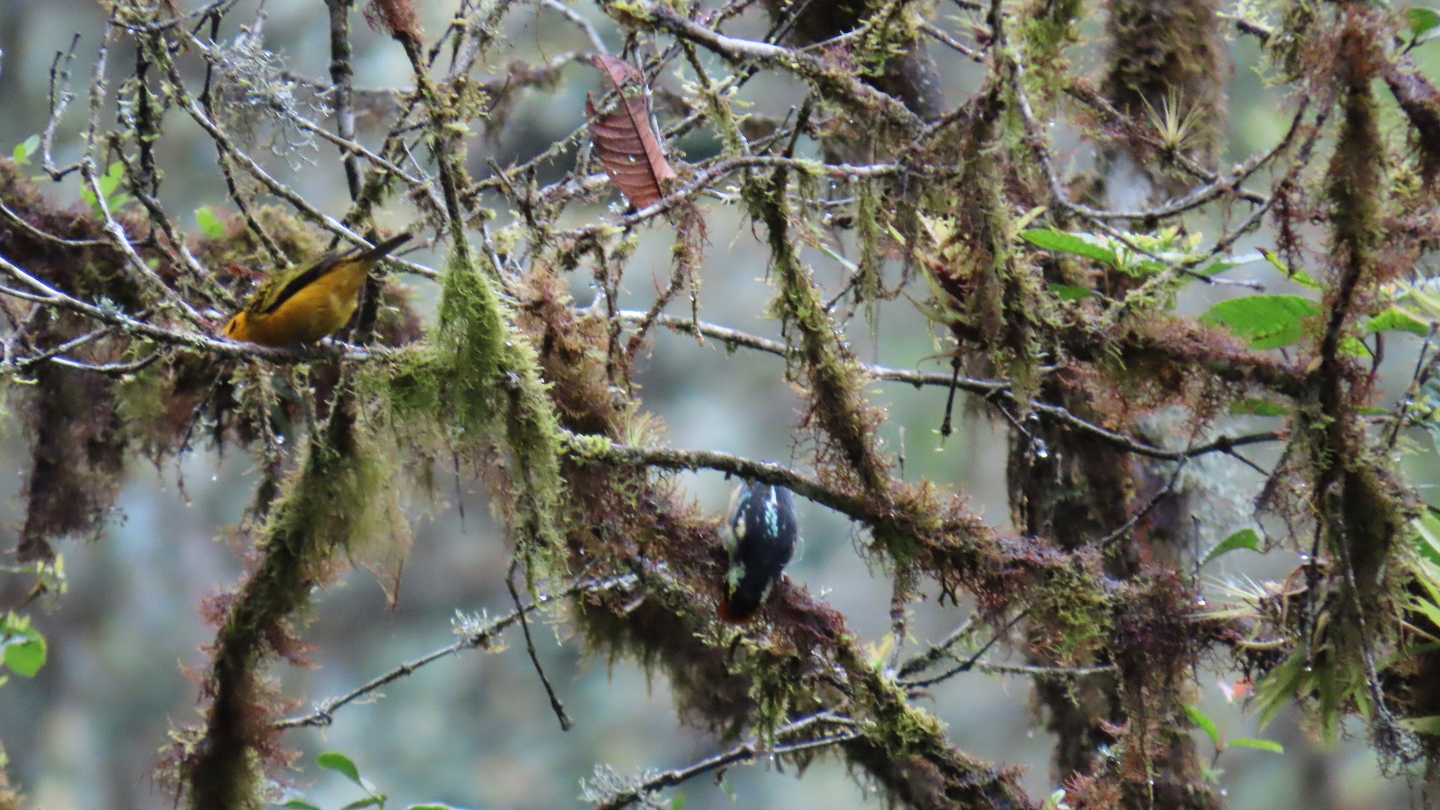 Flame-faced Tanager (Tangara parzudakii), photo 1