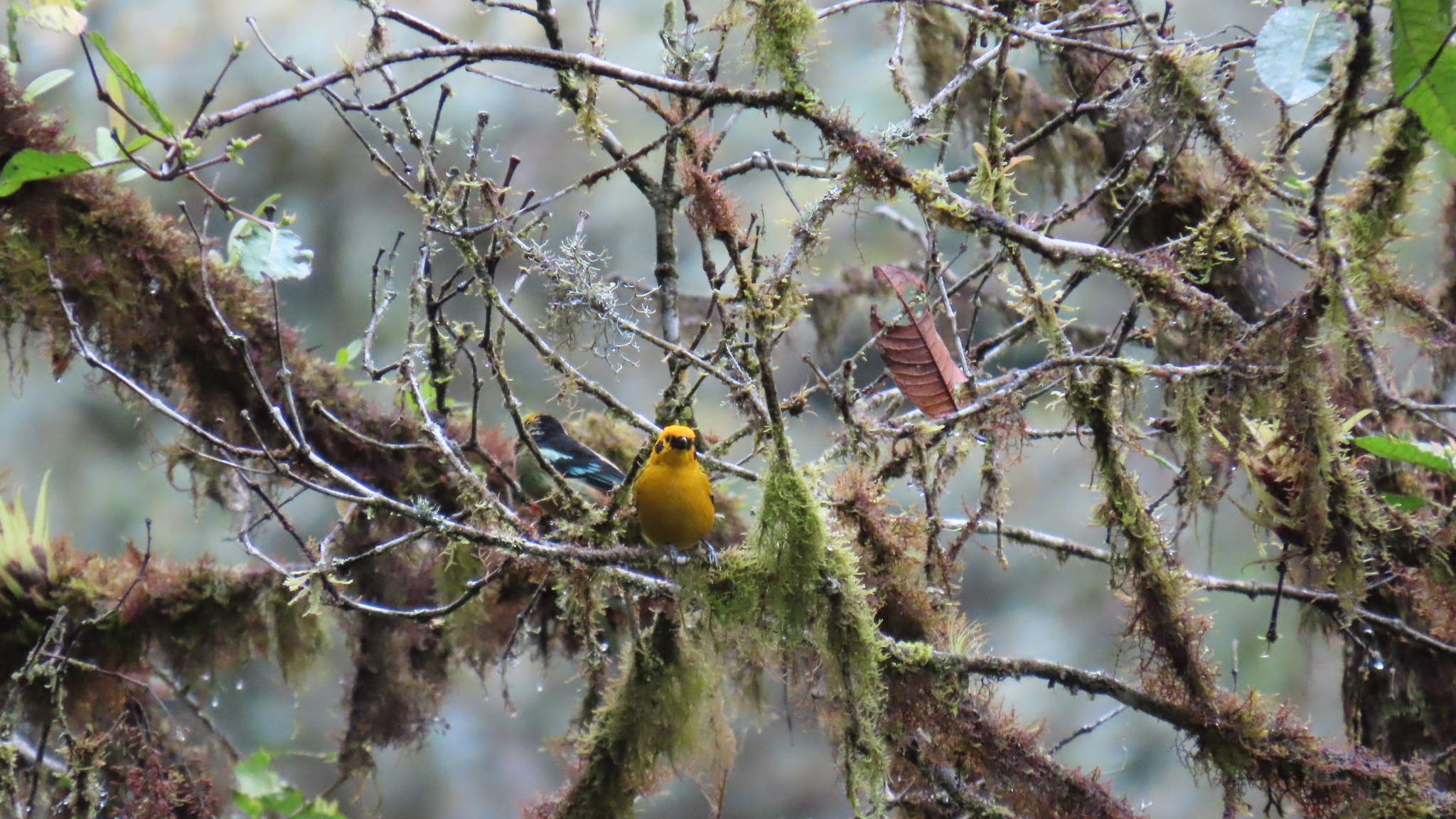 Flame-faced Tanager (Tangara parzudakii), photo 2