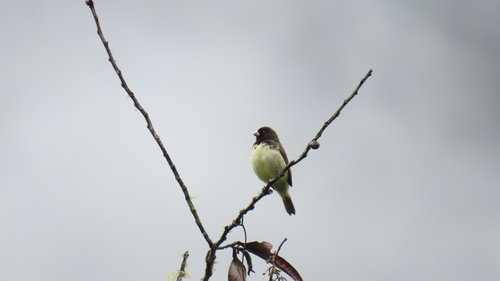 Yellow-bellied Seedeater (Sporophila nigricollis), photo 5