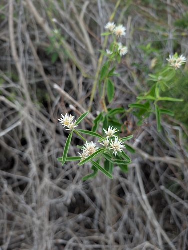 Alternanthera echinocephala, photograph 1