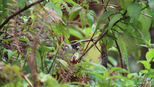 Yellow-bellied Seedeater (Sporophila nigricollis), photo 4