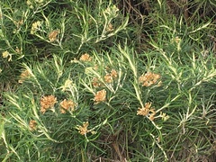 Cassinia tenuifolia