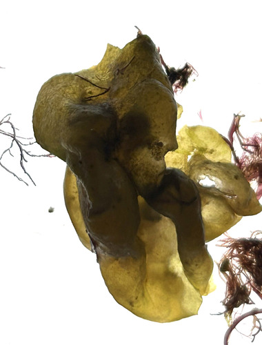 Colpomenia sinuosa observed 2026-01-17