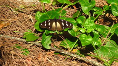 Hypolimnas anthedon wahlbergi