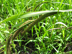 Carex acuta