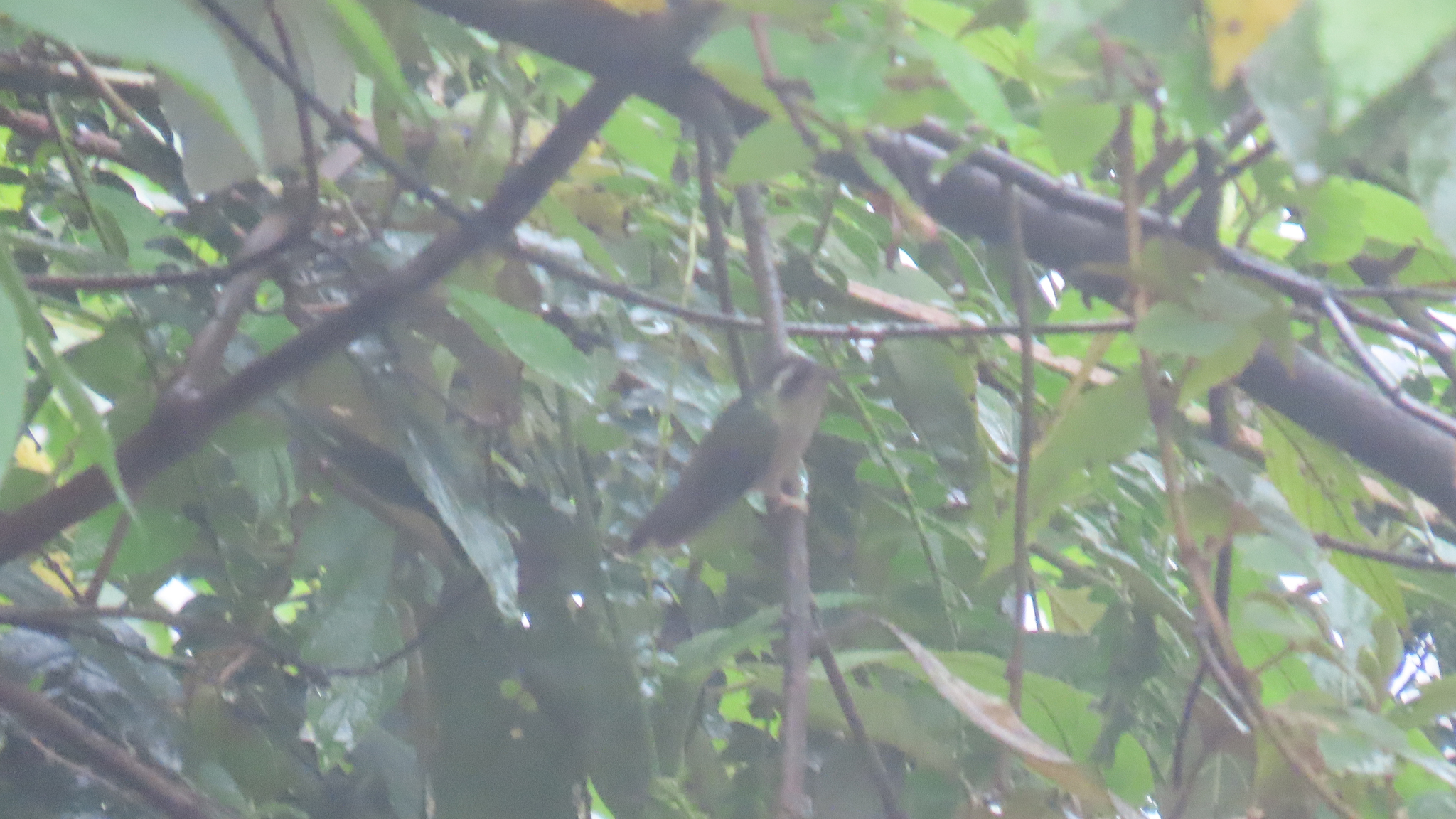 Speckled Hummingbird (Adelomyia melanogenys), photo 2